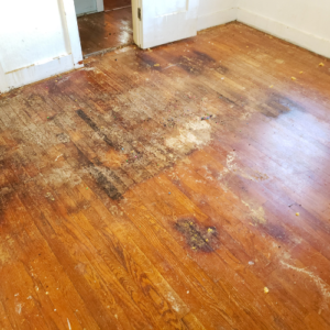 Mold Growth On Wood Flooring