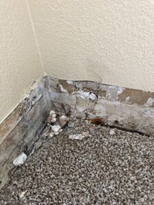 Fungus growing through carpet and walls