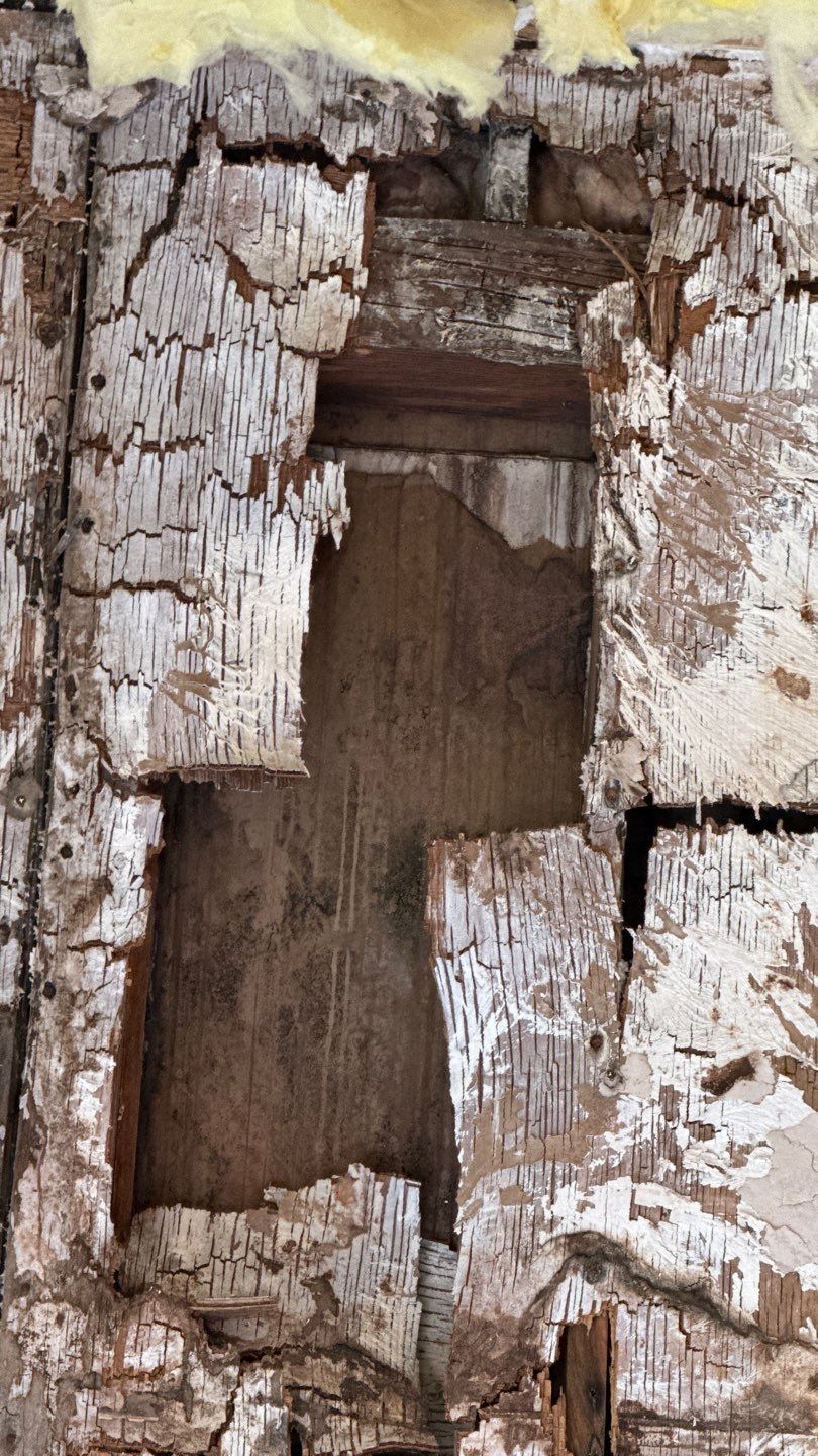ceiling mold removal in irvine